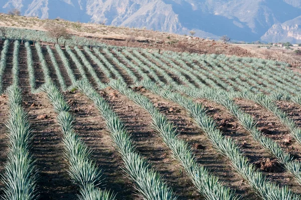 Agave veld in tequila, jalisco (mexico) — Stockfoto