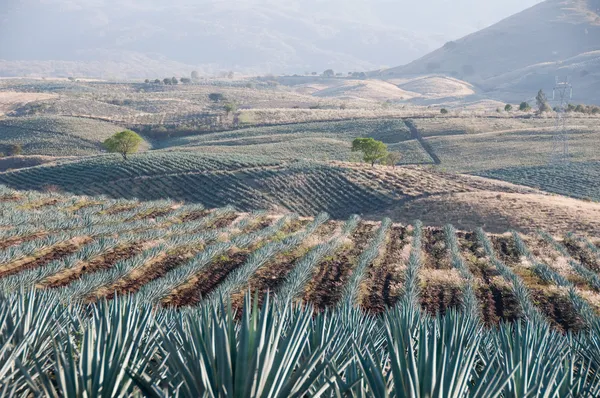 Поле агава в Текиле, Халиско (Мексика) ) — стоковое фото