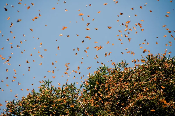 Monarkfjärilen biosfärområde, michoacan (Mexiko) Royaltyfria Stockfoton