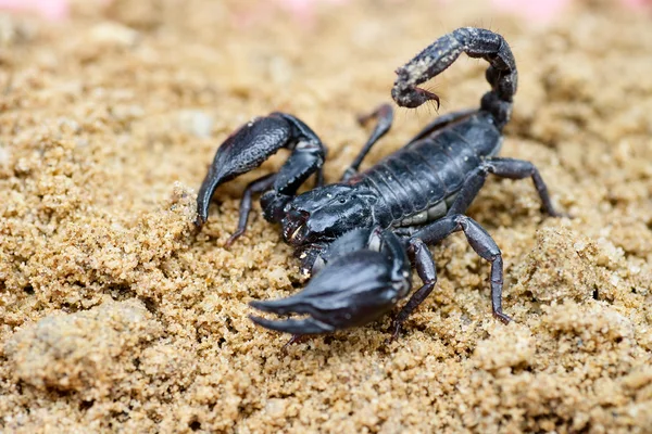 Scorpion — Stock fotografie