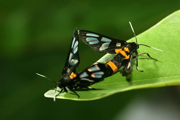 stock image Macro shot of a butterfly