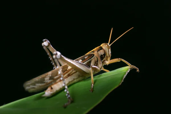 stock image Macro of a grasshopper