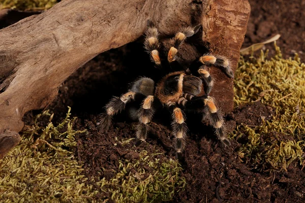 stock image Mexican Redknee spider