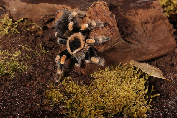 Mexická redknee pavouk — Stock fotografie