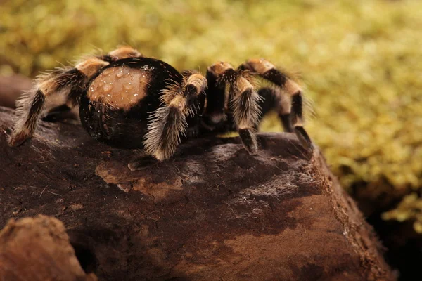 Meksykańskie redknee pająk — Zdjęcie stockowe