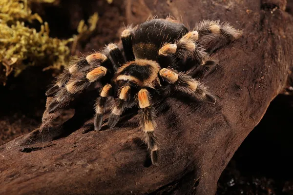 stock image Mexican Redknee spider