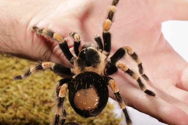 Mexikói vöröstérdű pók a kezét — Stock Fotó