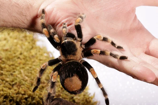 Mexikói vöröstérdű pók a kezét — Stock Fotó