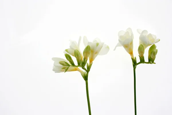 Grenen av vit freesia — Stockfoto