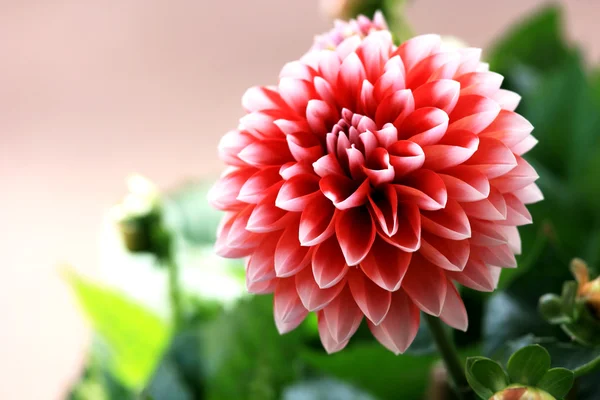 Dahlie flower — Stock Photo, Image