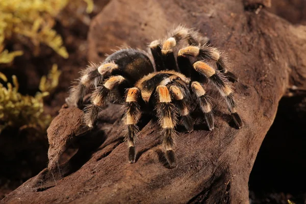 Μεξικού redknee αράχνη Εικόνα Αρχείου