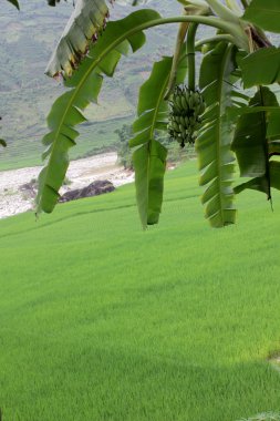 Banana tree in rice field clipart