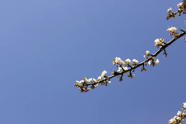 stock image Cherry flowers