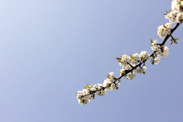 stock image Cherry flowers