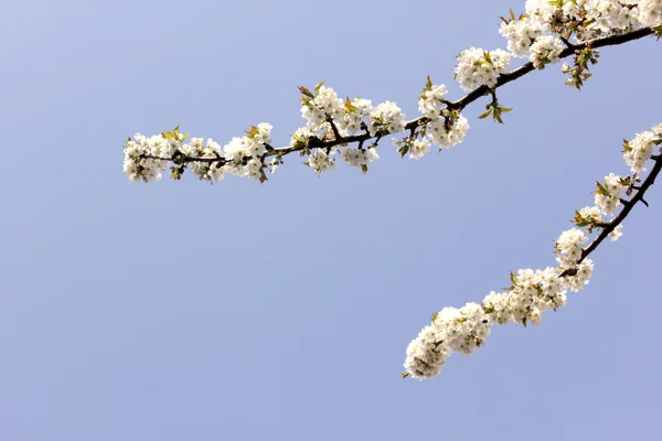 Stock image Cherry flowers