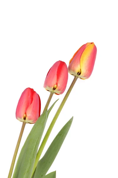 Fiore di tulipano — Foto Stock