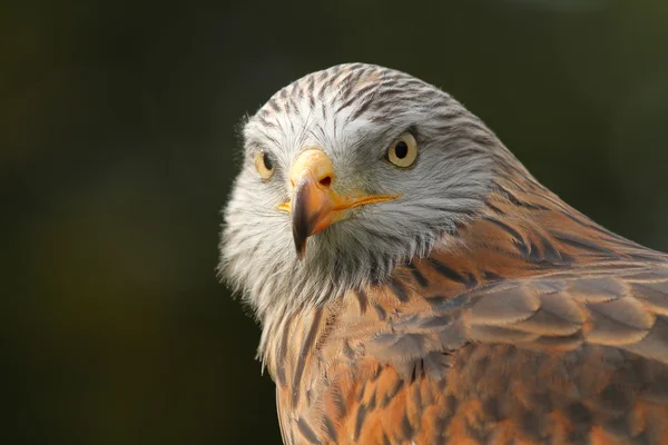 Red Kite at local centre — Stock Photo, Image