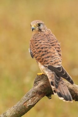 Kestrel clipart