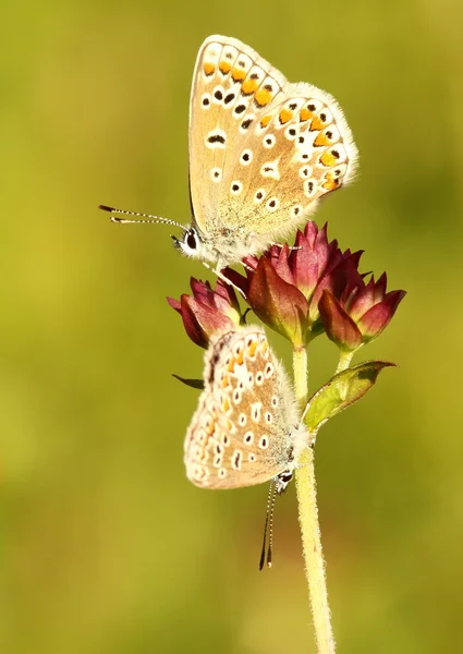 Papillon bleu de Chalkhill — Photo
