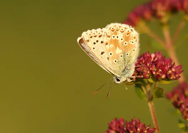 Chalkhill mariposa azul — Foto de Stock