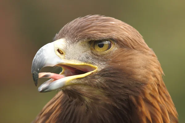 stock image Golden Eagle