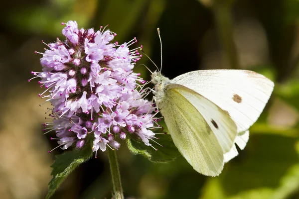Velký bílý motýl — Stock fotografie