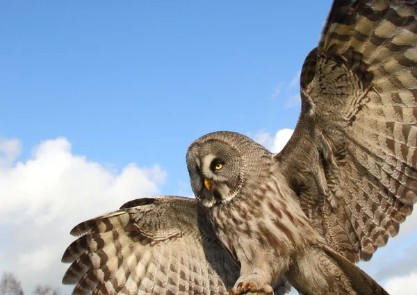 Great Grey Owl — Stock Photo, Image