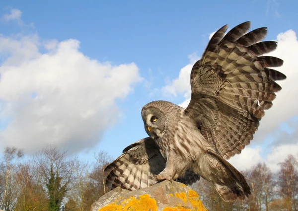 stock image Great Grey Owl