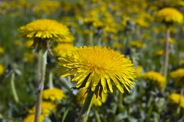 stock image Dandelion