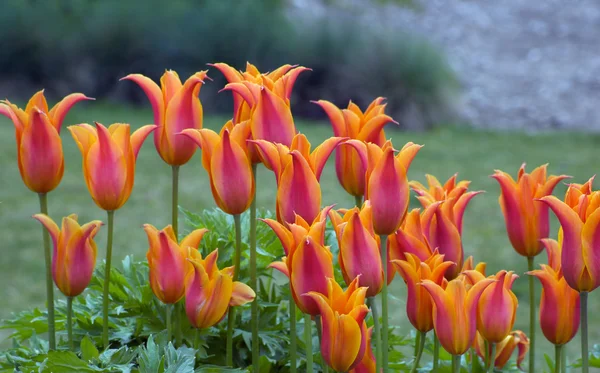 Tulipani arancioni — Foto Stock