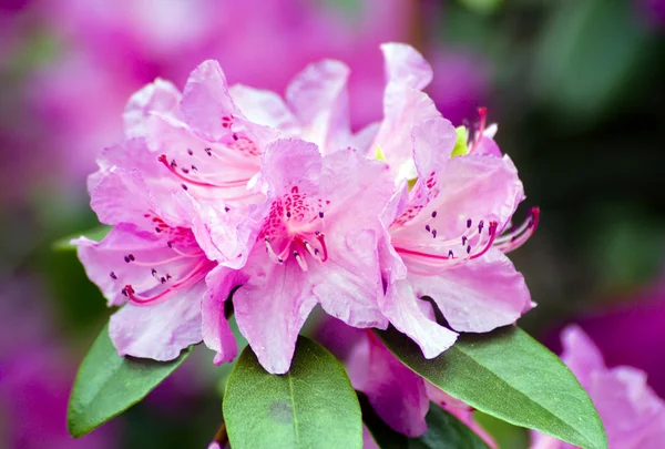 Rododendro — Fotografia de Stock