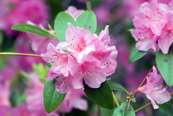 Rododendron — Stockfoto