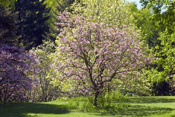 stock image Magnolia