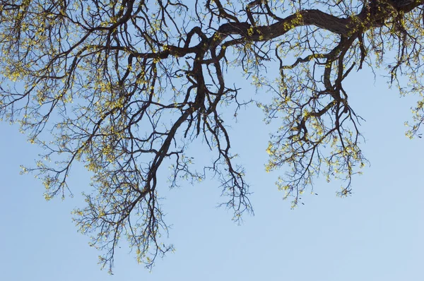 stock image Tree