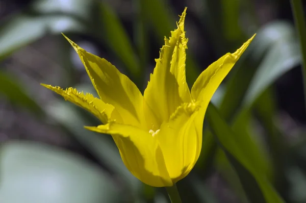 Tulipano — Foto Stock