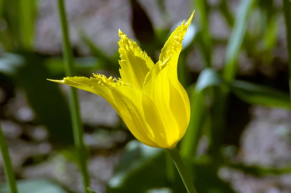 黄色のチューリップ — ストック写真