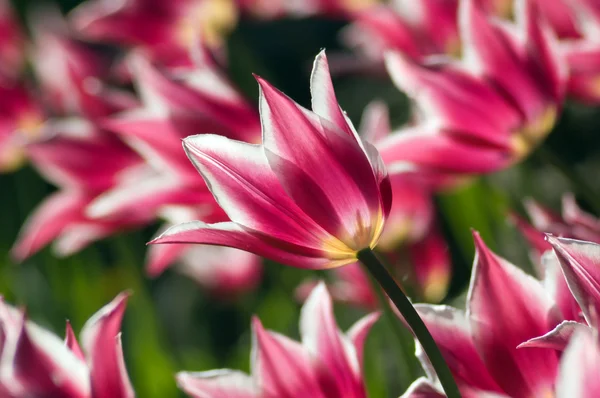 stock image Tulips