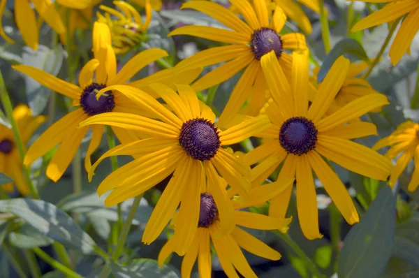 stock image Rudbeckia