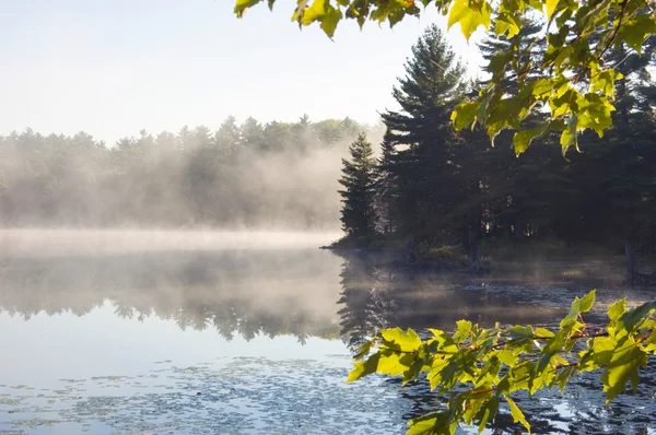 Fog above forest lake — Stock Photo, Image