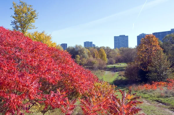 Parco di Toronto — Foto Stock
