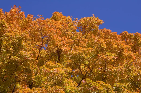 Färgglada träd — Stockfoto