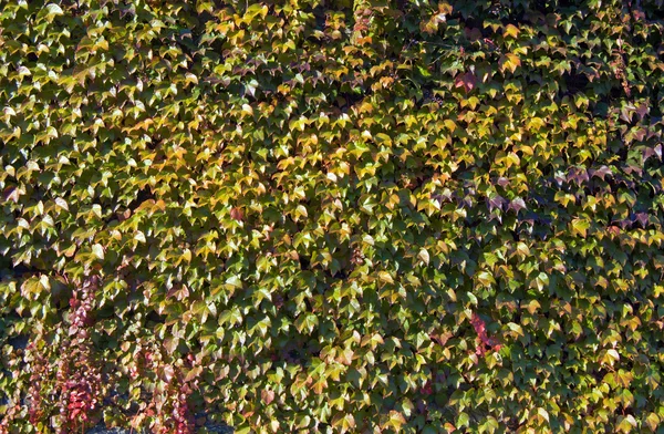 Building wall covered by ivy — Stock Photo, Image