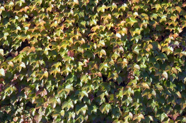 Ivy på muren — Stockfoto