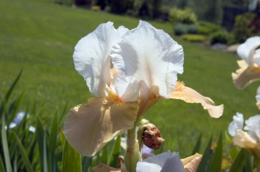 Iris