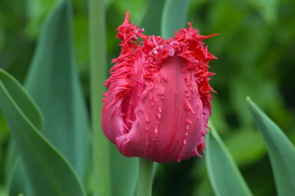 Tulipán barbados — Stock fotografie