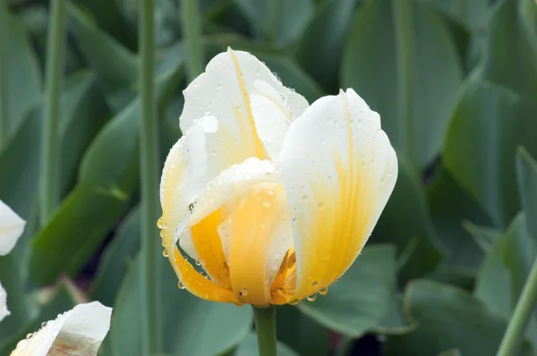 Žlutý Tulipán — Stock fotografie