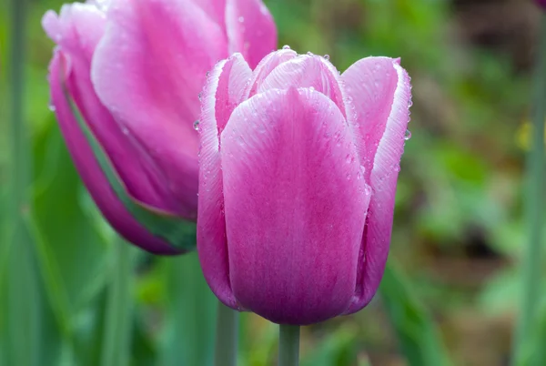 Tulipanes — Foto de Stock