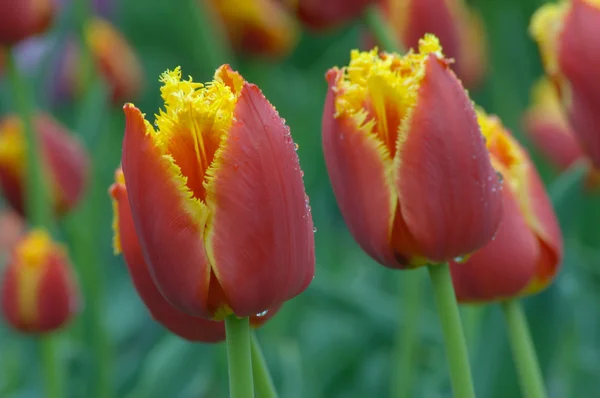 Tulipano Lambada — Foto Stock