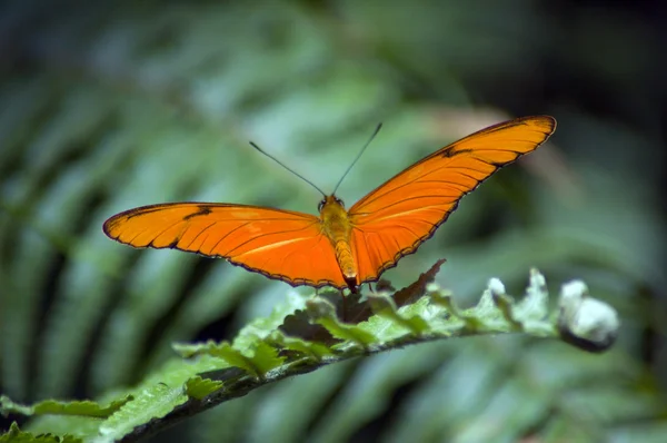 stock image Butterfly