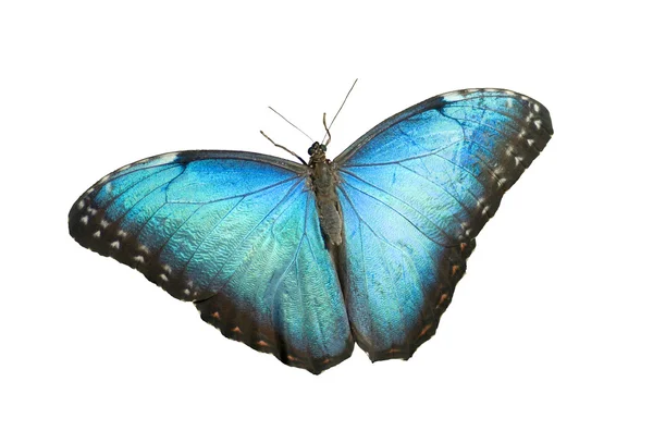 stock image Butterfly